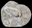 D, Oligocene Aged Fossil Pine Cone - Germany #63281-2